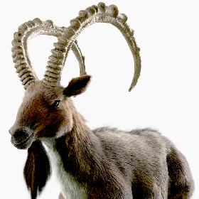 3D Wild Goat (Alpine Ibex) model